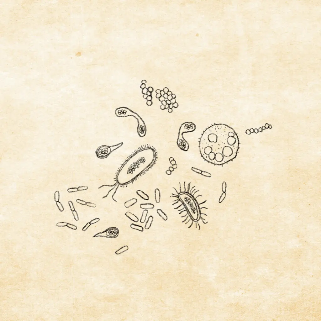 なぜ「土壌細菌」は、腸活アイテム（プロバイオティクス）として活躍が